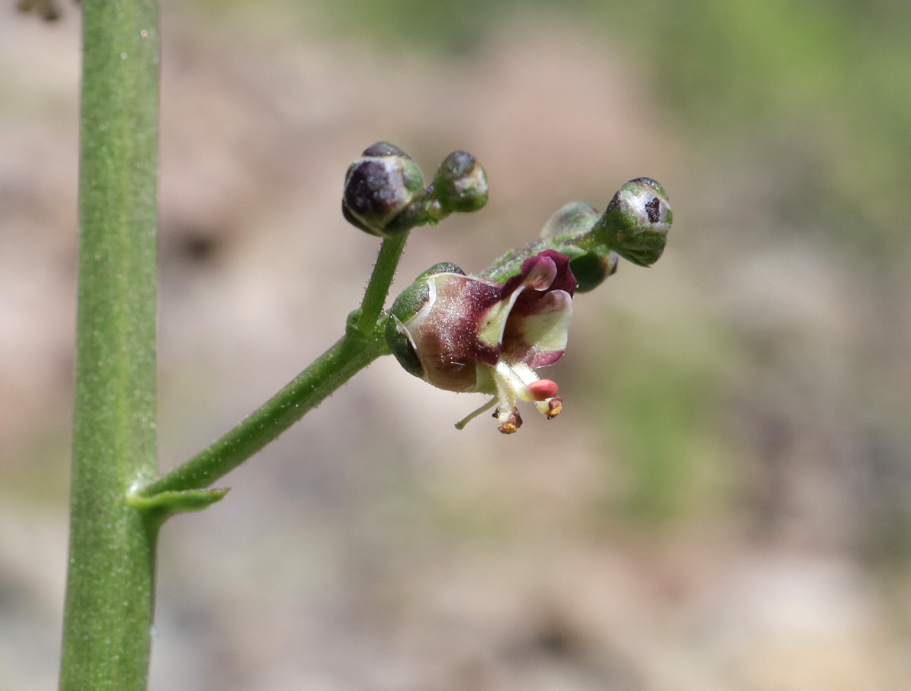 Image of Scrophularia incisa specimen.