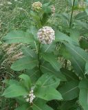 Asclepias syriaca