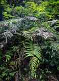 Thelypteris truncata