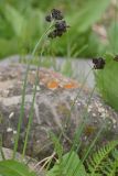 genus Carex