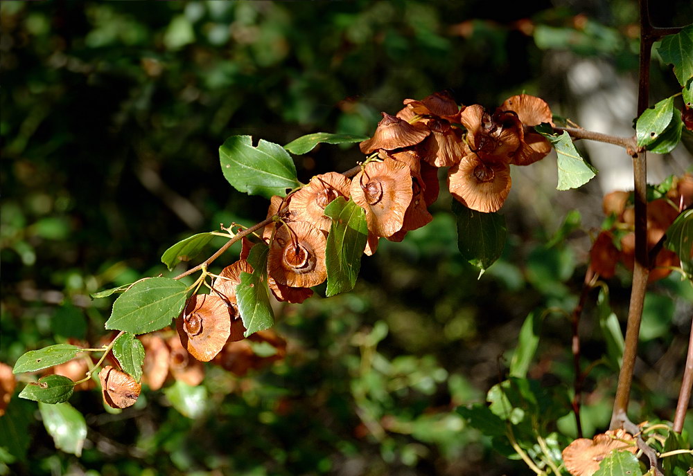 Image of Paliurus spina-christi specimen.