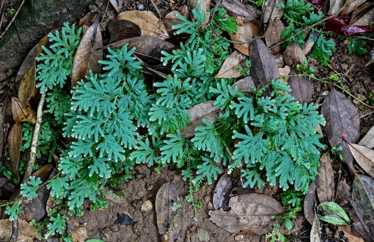 Image of Selaginella willdenowii specimen.
