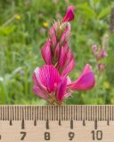 Onobrychis biebersteinii