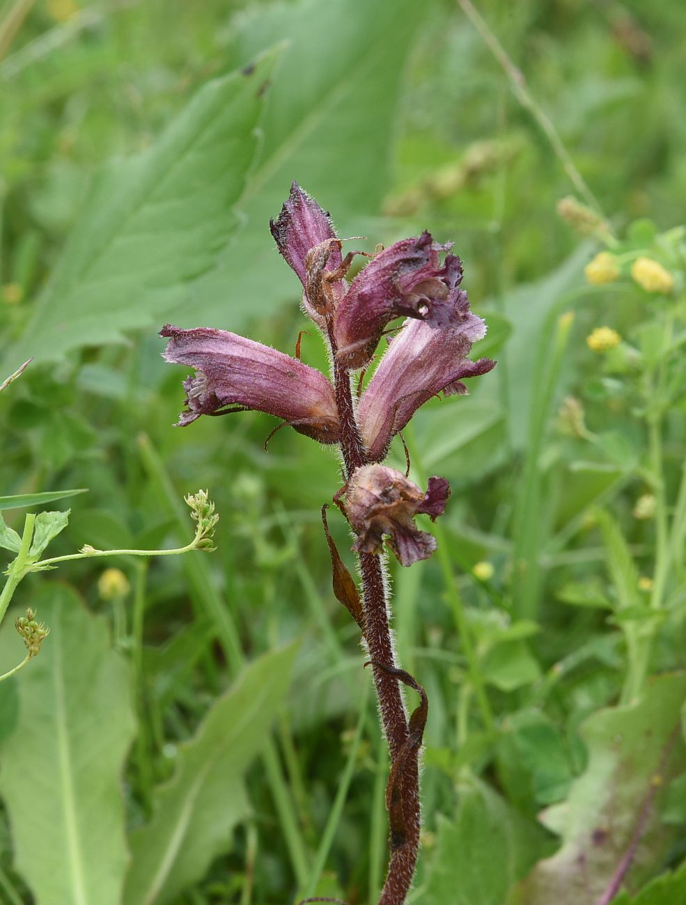 Image of Orobanche owerinii specimen.