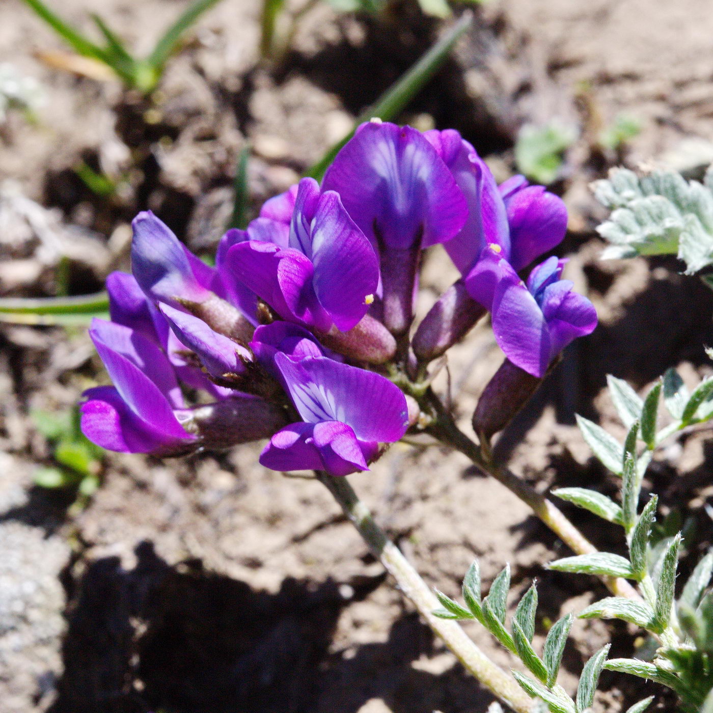 Image of genus Oxytropis specimen.