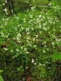 Arabidopsis arenosa