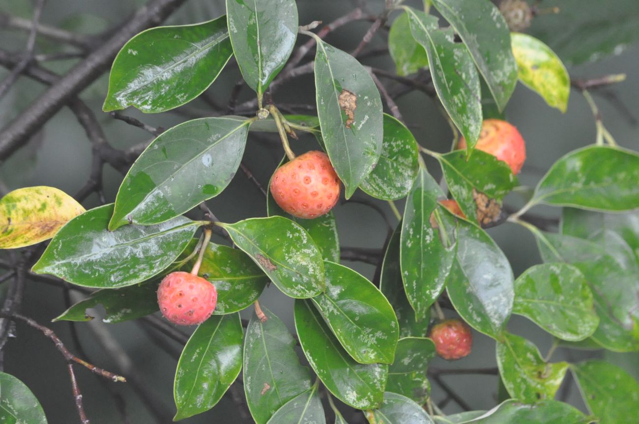 Изображение особи Cynoxylon capitatum.