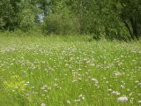 Allium angulosum