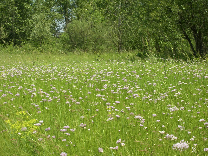 Изображение особи Allium angulosum.