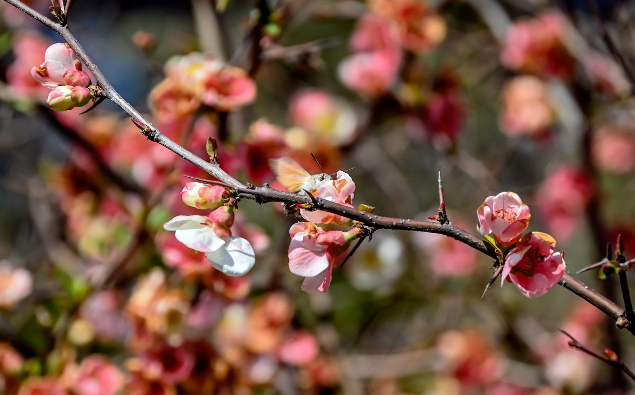 Image of Chaenomeles cathayensis specimen.