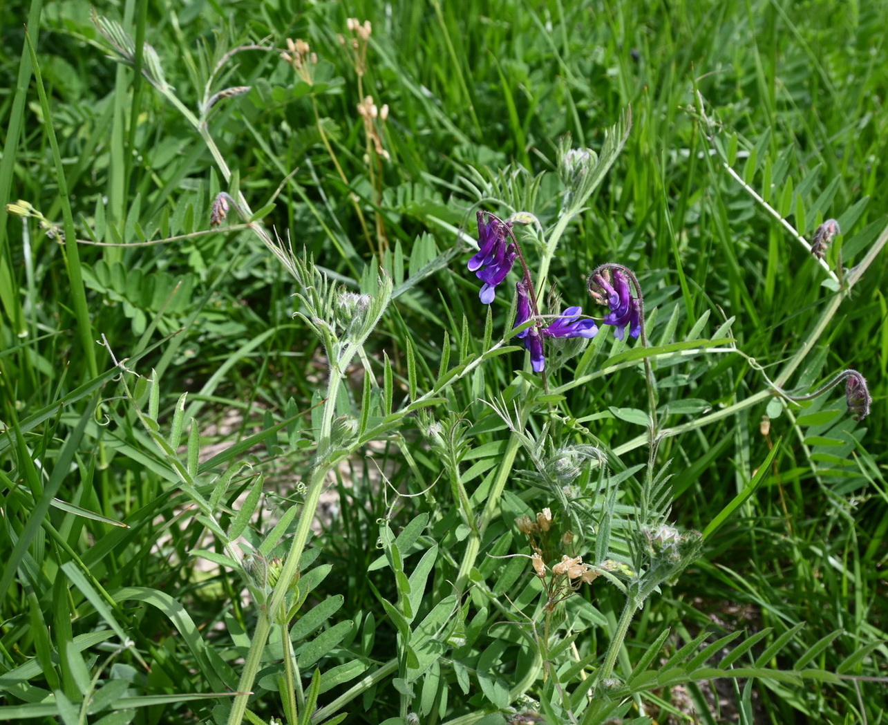 Image of Vicia villosa specimen.