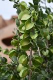 Zygophyllum gontscharovii. Часть веточки с плодами. Таджикистан, Хатлонская обл., Кабодиёнский р-н, хр. Аруктау, окр. пер. Дандан-Чикан, пестроцветы. 15 апреля 2025 г.