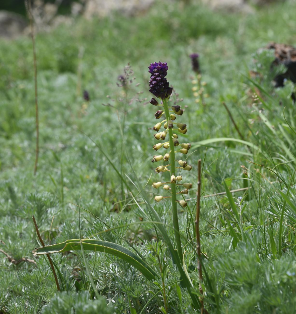 Изображение особи Leopoldia caucasica.