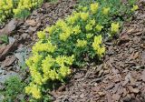 genus Scutellaria. Куртина цветущих растений. Карачаево-Черкесия, Зеленчукский р-н, окр. пос. Нижний Архыз, щебнистая осыпь. 12.06.2025.