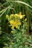 Hypericum maculatum