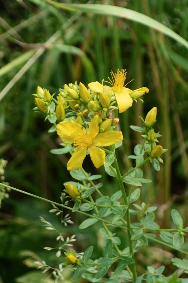 Изображение особи Hypericum maculatum.