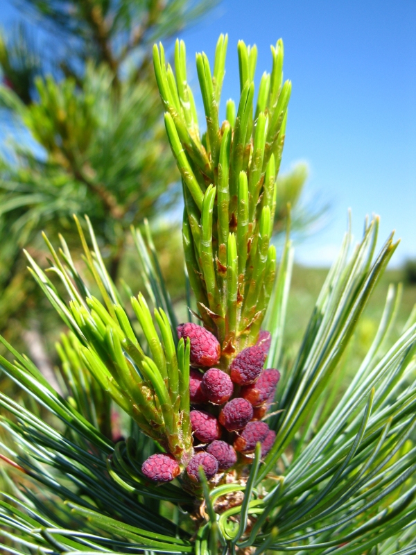 Изображение особи Pinus pumila.