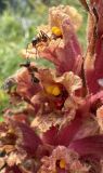 View full-size image Orobanche kurdica