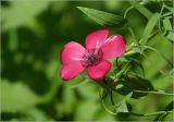 Linum grandiflorum
