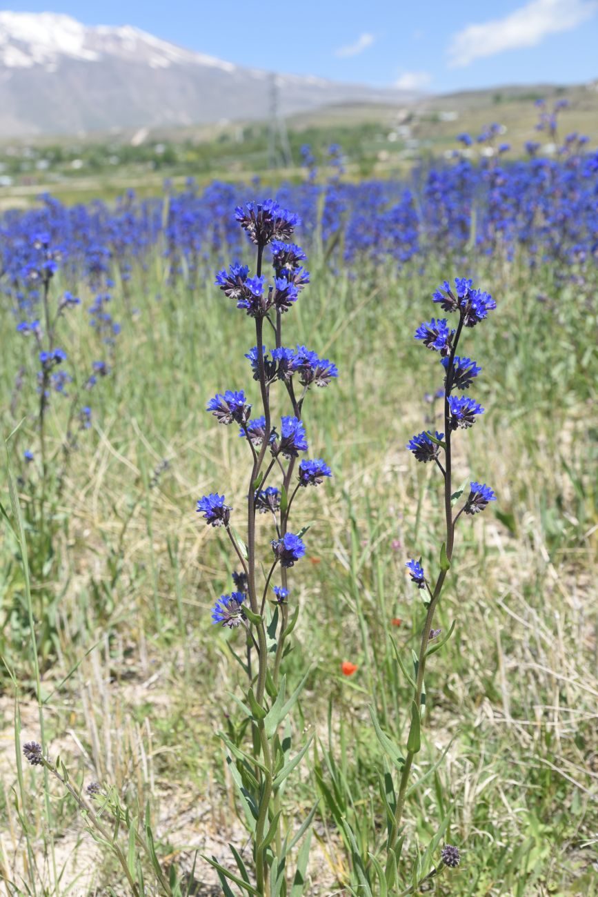 Изображение особи род Anchusa.