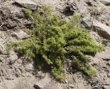 Dysphania botrys