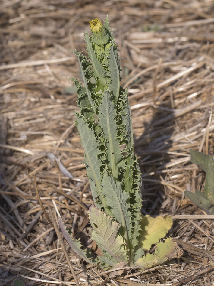 Image of Sonchus asper specimen.