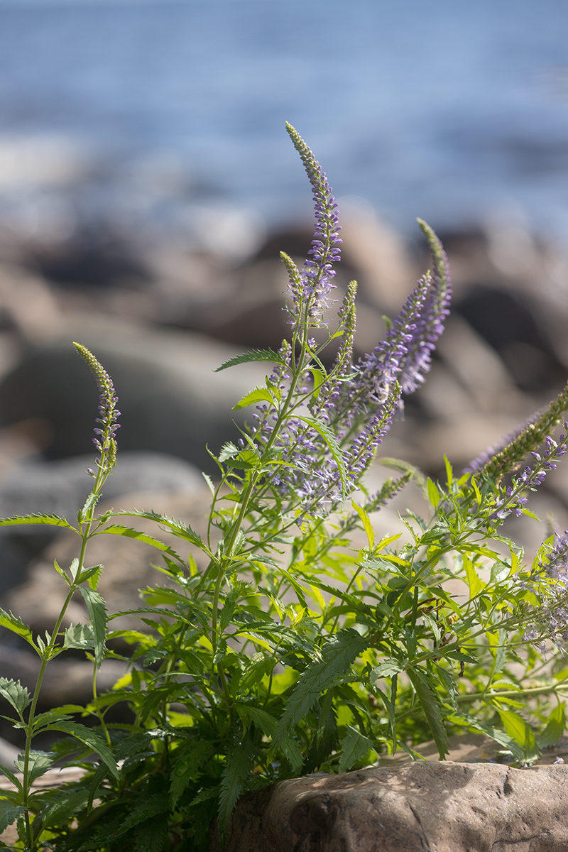 Изображение особи Veronica longifolia.