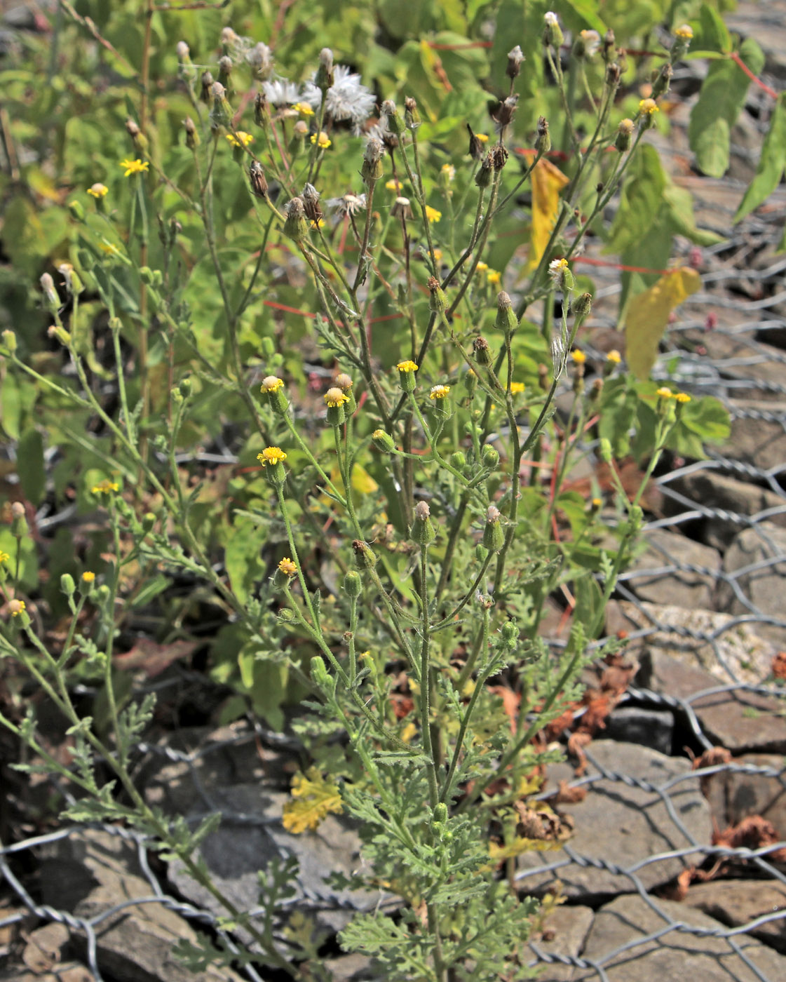 Image of Senecio viscosus specimen.