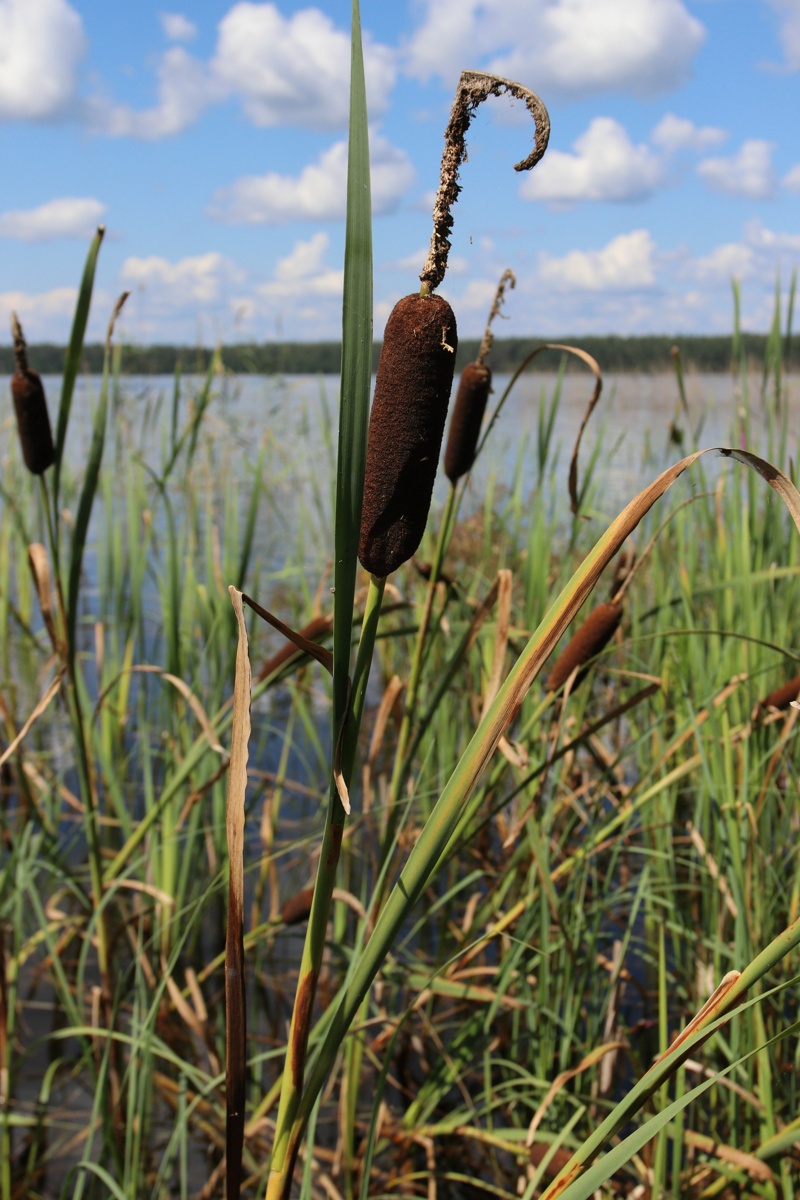 Image of Typha &times; glauca specimen.