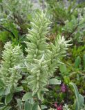 Salix glauca