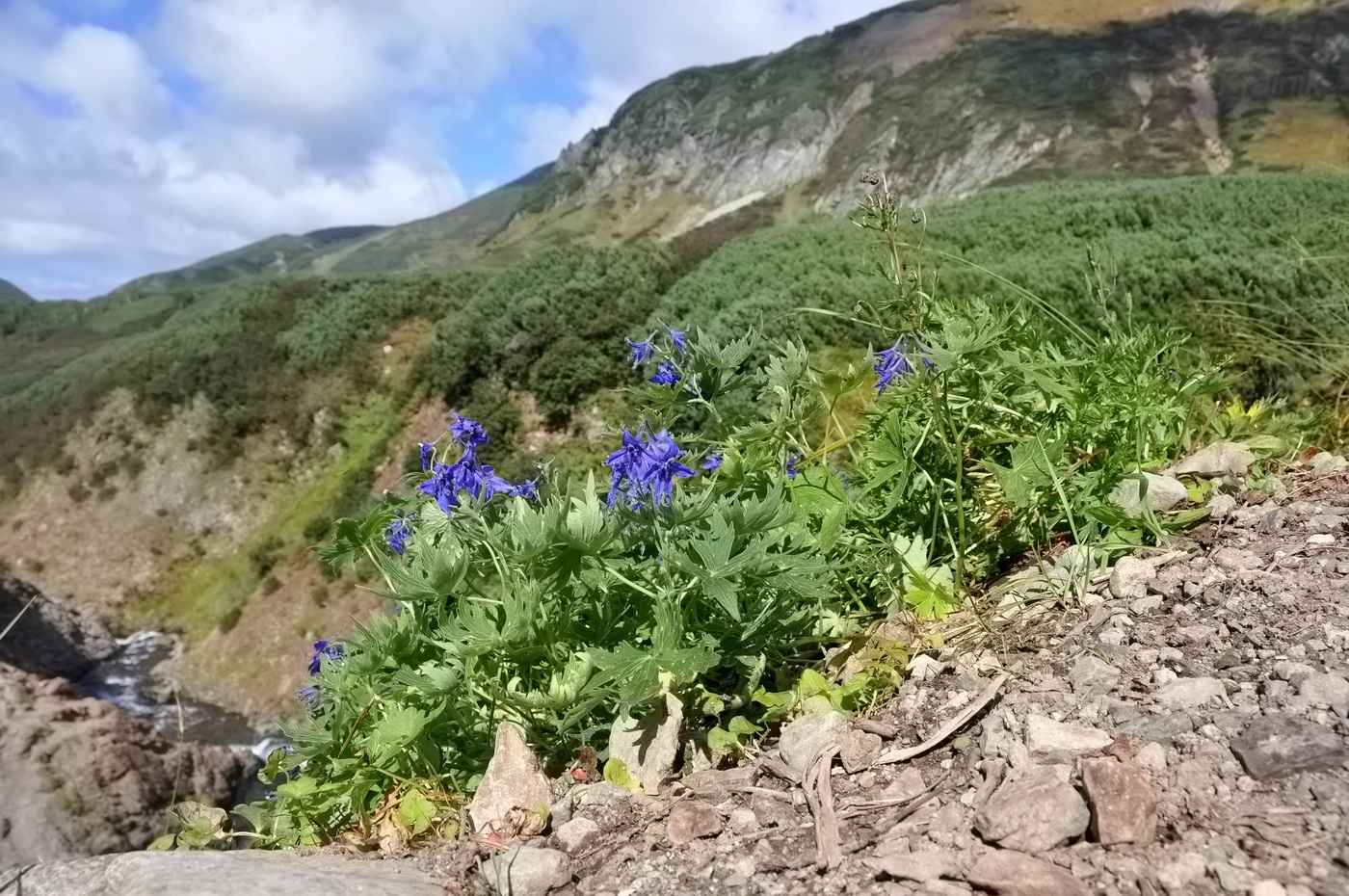 Изображение особи Delphinium brachycentrum.