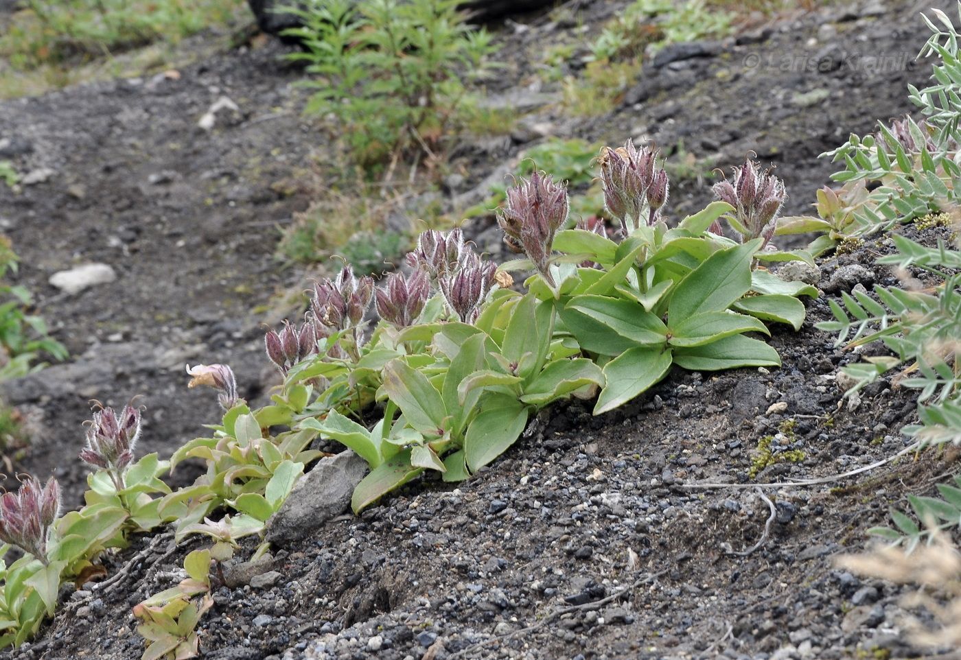 Image of genus Gentiana specimen.