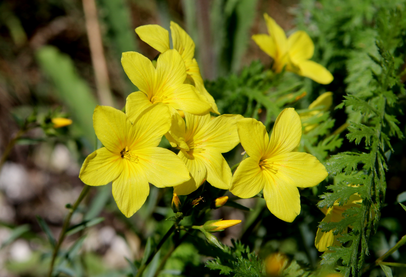 Image of Linum ucranicum specimen.