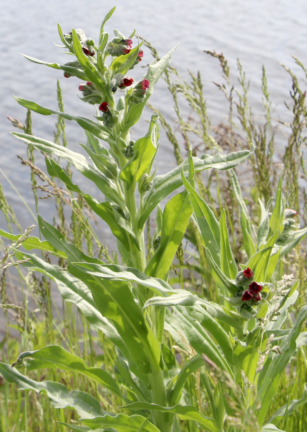 Image of Cynoglossum officinale specimen.