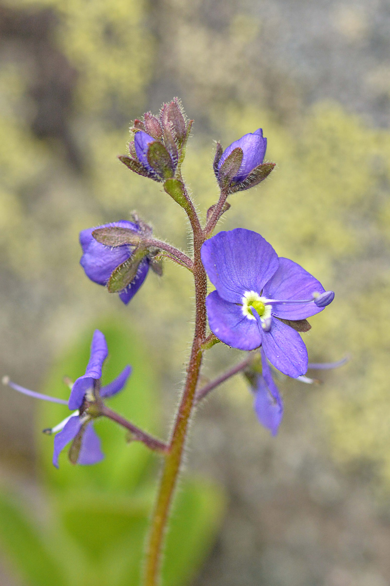 Image of Veronica grandiflora specimen.