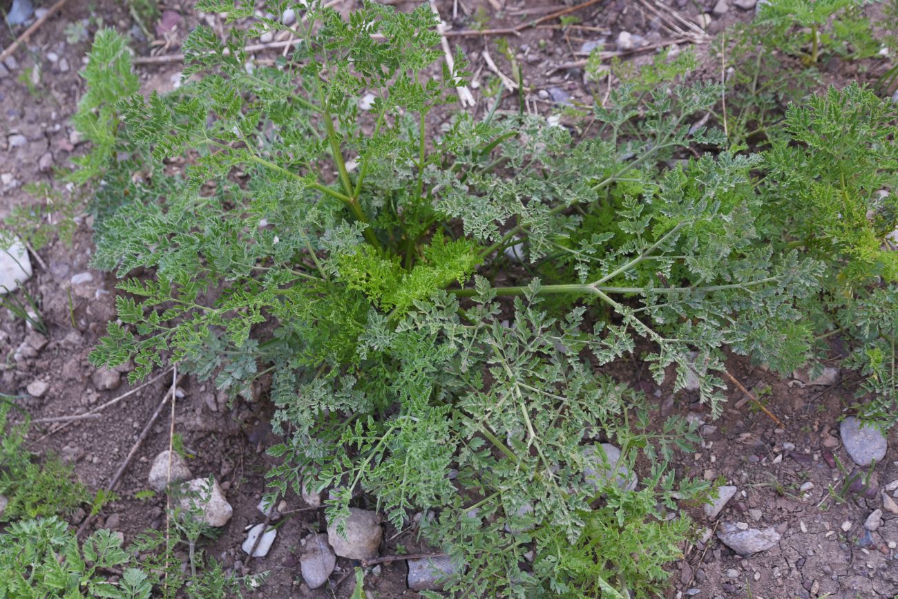 Изображение особи семейство Apiaceae.