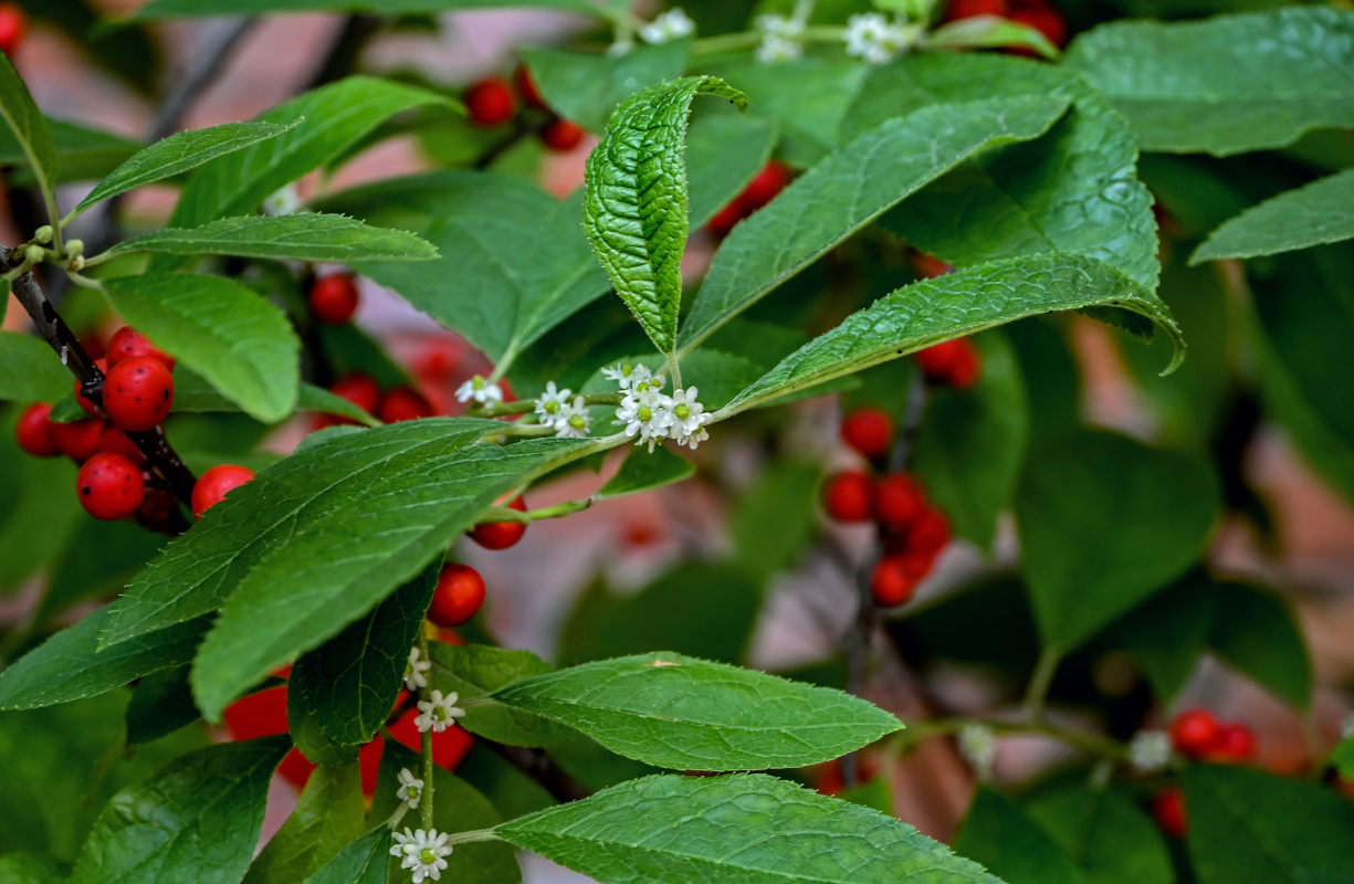Image of Ilex verticillata specimen.