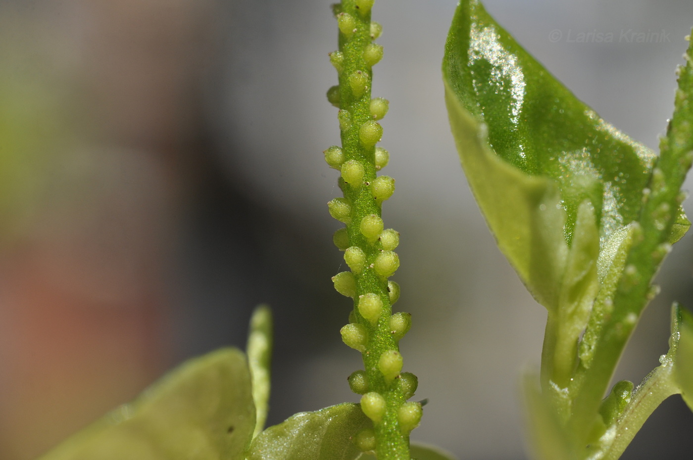 Image of Peperomia pellucida specimen.