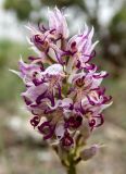 Orchis simia. Соцветие. Крым, окр. г. Судак, ю.-в. склон горы Лысая (Голая), поросший редким кутарником каменистый склон. 22.04.2025.