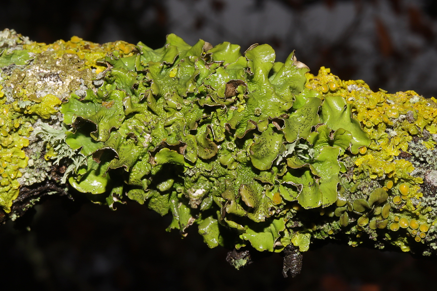 Изображение особи Pleurosticta acetabulum.