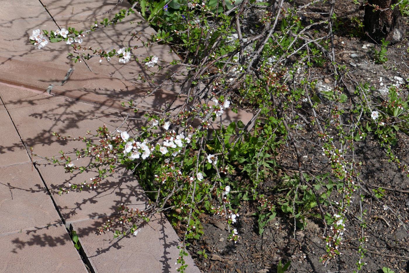 Image of Cerasus tomentosa specimen.