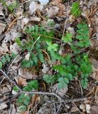 неопознанный вид. Вегетирующие растения. Дагестан, Гунибский р-н, заброшенное с. Гамсутль, каменистый склон вдоль тропы к селу. 03.05.2025.