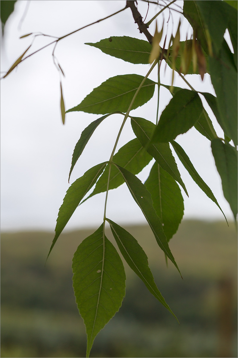Изображение особи род Fraxinus.