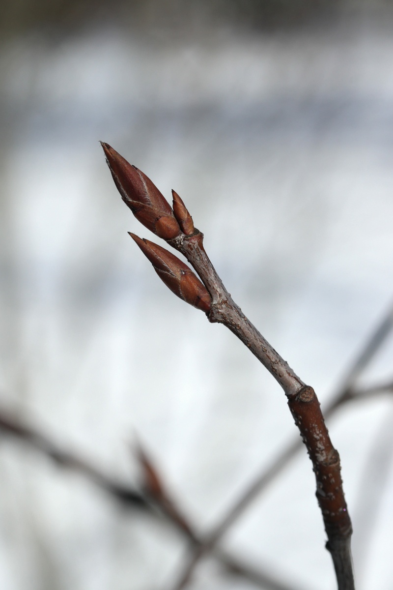 Image of Amelanchier canadensis specimen.