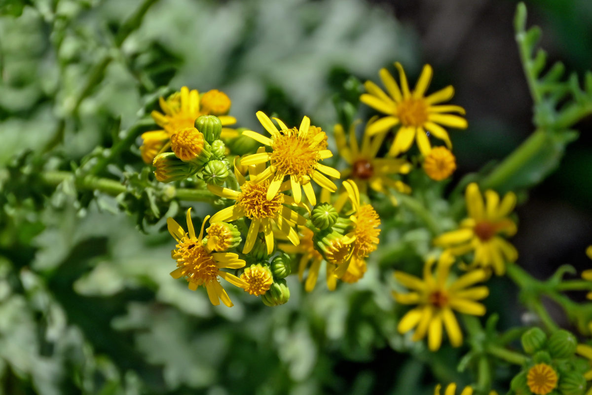 Изображение особи род Senecio.