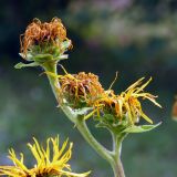 Inula helenium