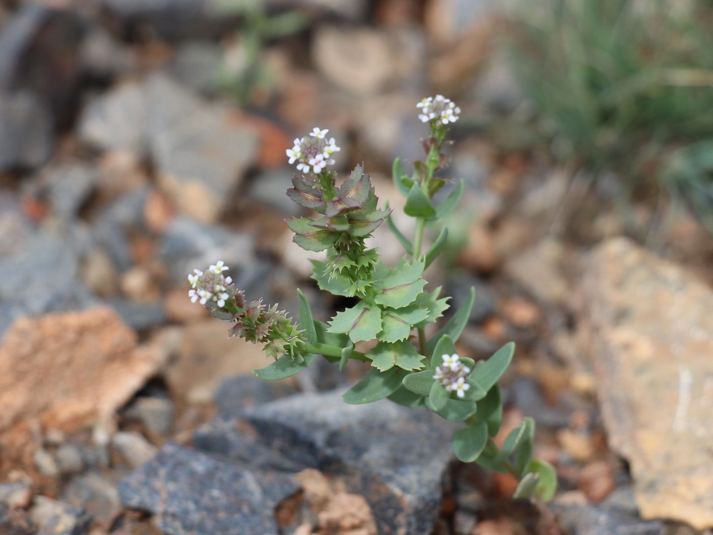 Изображение особи Aethionema carneum.