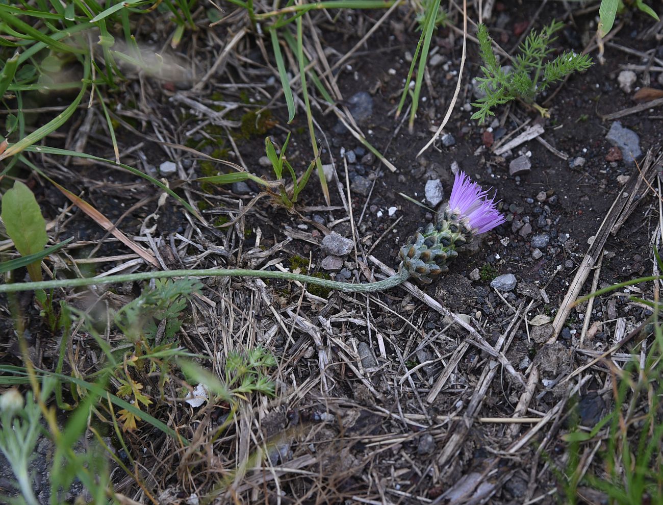 Изображение особи Неопознанный вид.