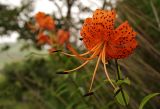 Lilium lancifolium. Верхушка цветущего растения. Приморский край, Хасанский р-н, зал. Посьета, мыс Мраморный. 16.08.2009.