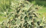 Phlomis fruticosa. Верхушки побегов с цветочными бутонами. Краснодарский край, Черноморское побережье Кавказа, г. Новороссийск. 29 марта 2026 г.
